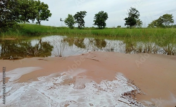 Fototapeta Salt soil in rice fields