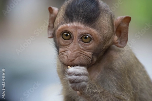 Fototapeta 食べるサル
