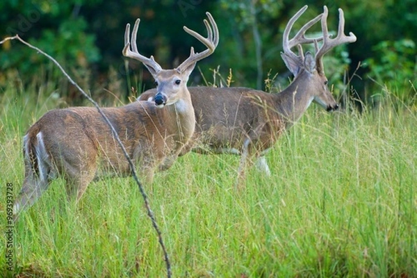 Fototapeta White-tailed deer with antlers in a natural forest setting