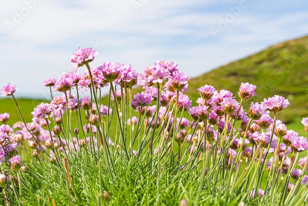 Obraz Wild Thrift on a cliff
