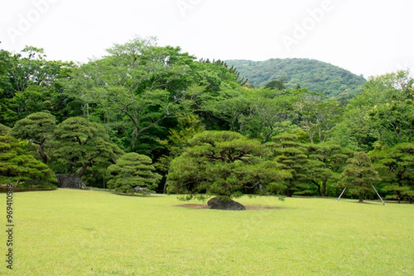 Fototapeta 松の木の庭