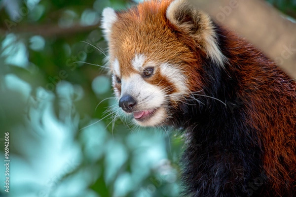 Obraz レッサーパンダ