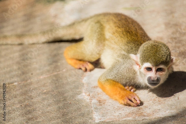 Obraz コモンリスザル