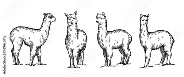 Fototapeta hand drawn line art alpaca set