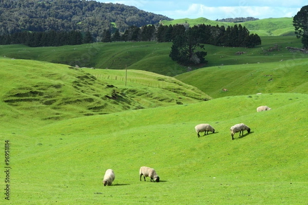 Obraz Grazing sheep