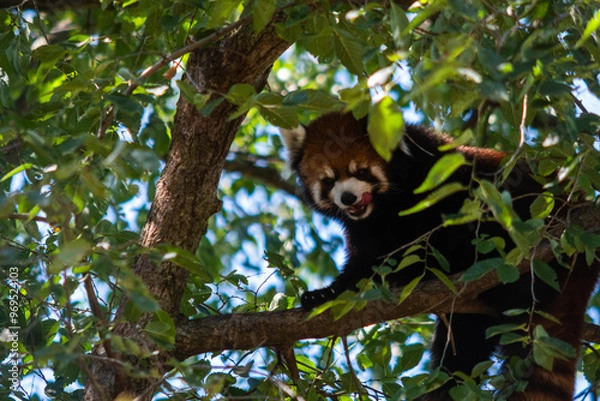 Fototapeta Red panda in tree