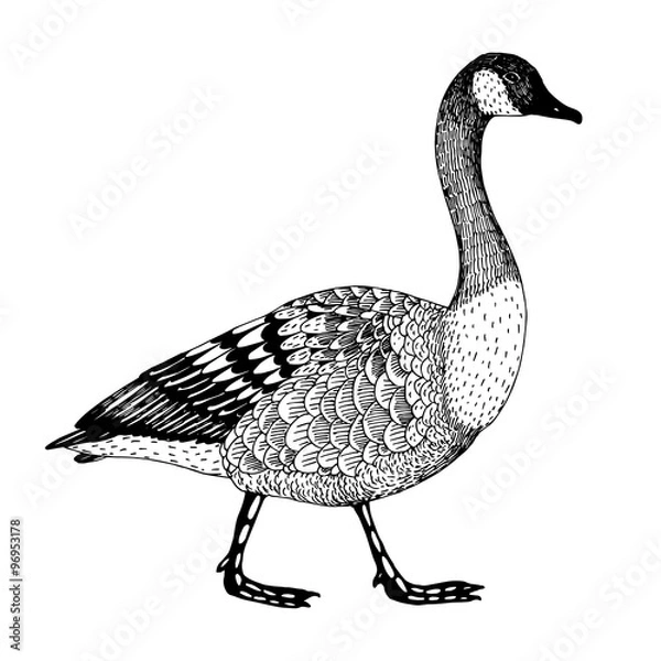 Obraz abstract hand drawn vector illustration with a goose