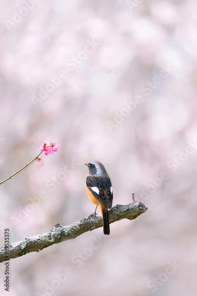 Obraz 梅の木の枝に止まるジョウビタキ	
