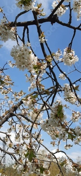 Obraz Flowers in the garden 2