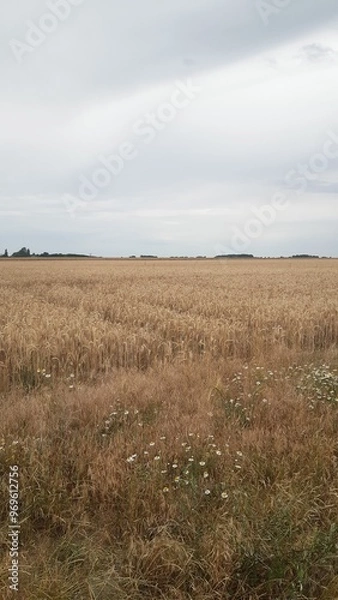 Fototapeta Field on a cloudy day