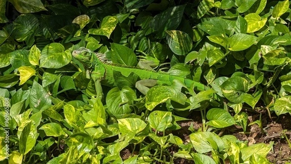 Fototapeta green leaves background