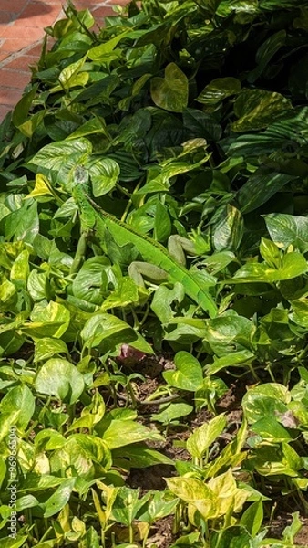 Fototapeta leaves background