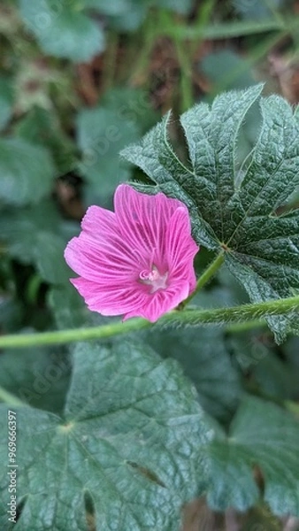 Fototapeta pink rose flower