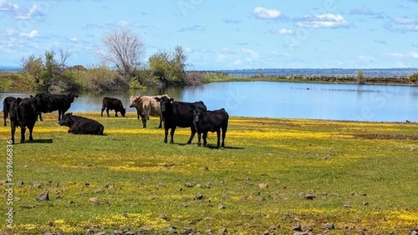 Fototapeta cows in the field
