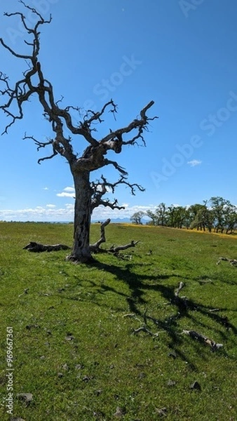 Fototapeta tree on a hill