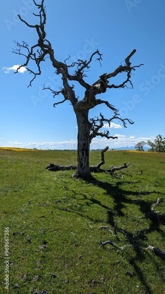 Fototapeta tree on the hill