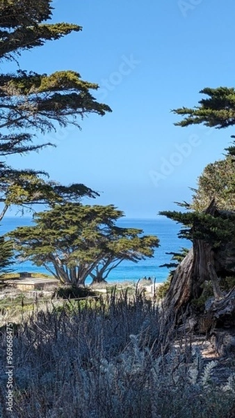 Fototapeta trees on the beach