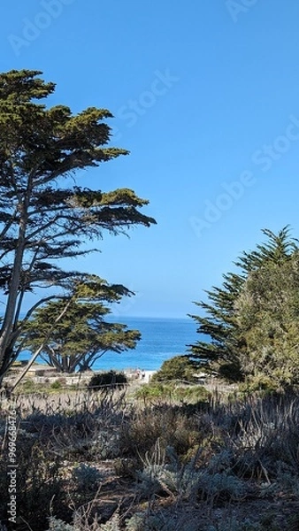 Fototapeta palm trees on the beach