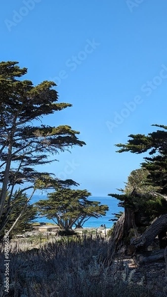 Fototapeta palm trees on the beach