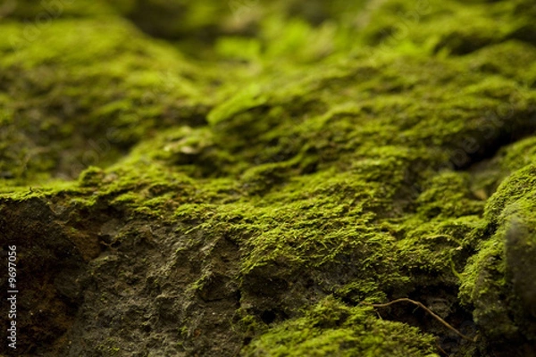 Fototapeta Horizontal image of moss growing on rock.  Macro shot.