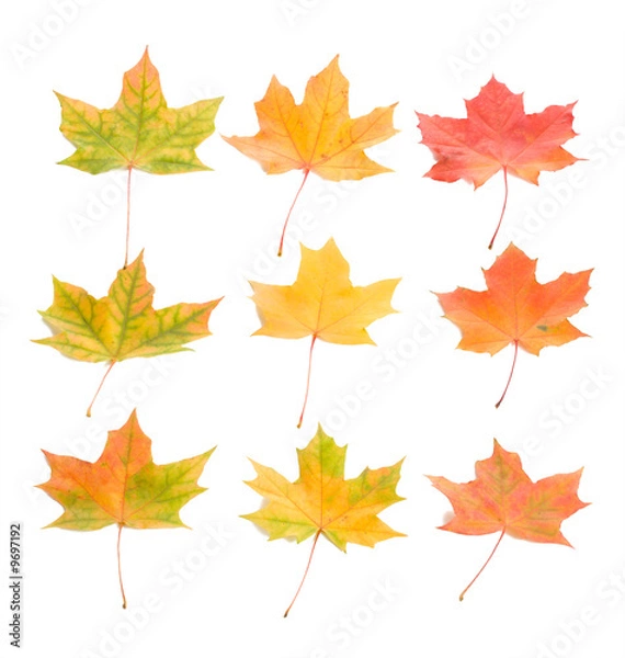 Obraz close-up set of nine maple leaves, isolated on white