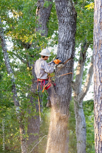Fototapeta Tree arborist using chainsaw to cut tree down, while wearing safety gear.