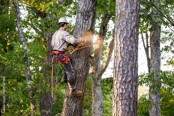 Fototapeta Tree arborist using chainsaw to cut tree down, while wearing safety gear.