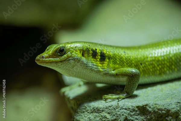 Fototapeta A close-up view of a green lizard (Trachylepis margaritifera)