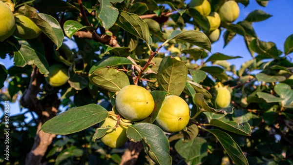 Obraz Persimmon crops ready to be harvested in the Valencian Community.