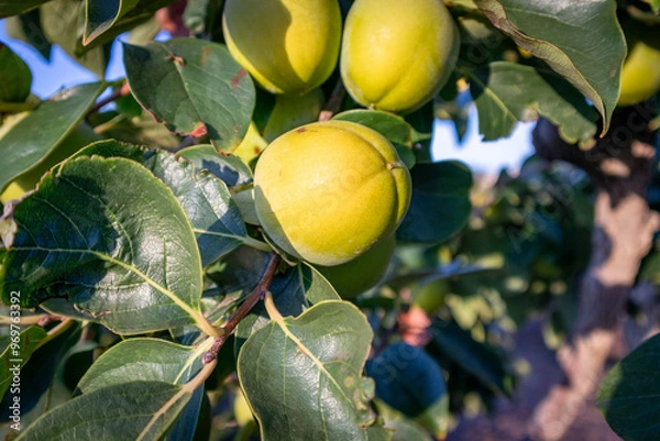 Obraz Persimmon crops ready to be harvested in the Valencian Community.