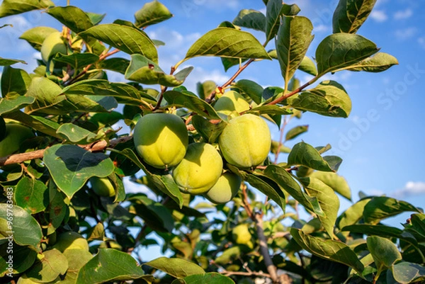 Obraz Persimmon crops ready to be harvested in the Valencian Community.