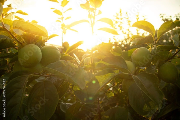 Obraz Persimmon crops ready to be harvested in the Valencian Community.