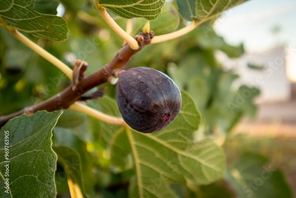 Obraz Ripe breves, ready to be harvested in Spain.