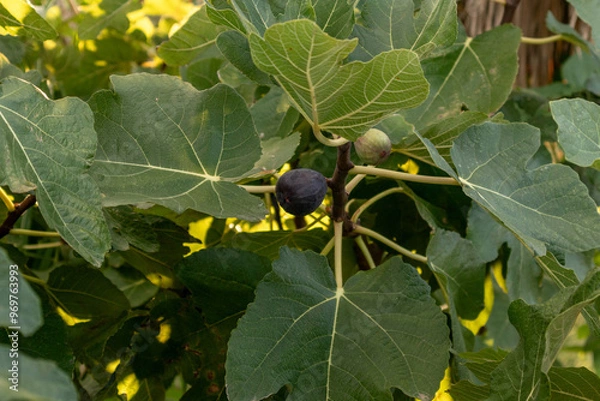Obraz Ripe breves, ready to be harvested in Spain.