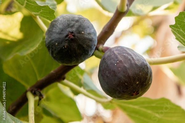 Obraz Ripe breves, ready to be harvested in Spain.