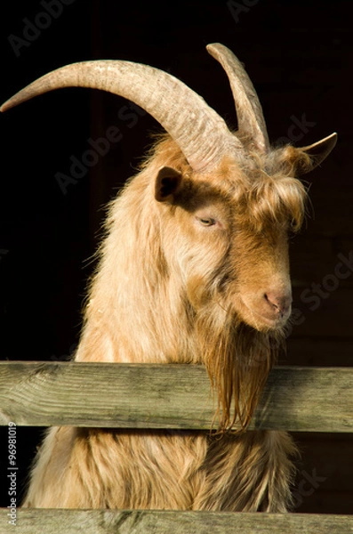Obraz billy goat