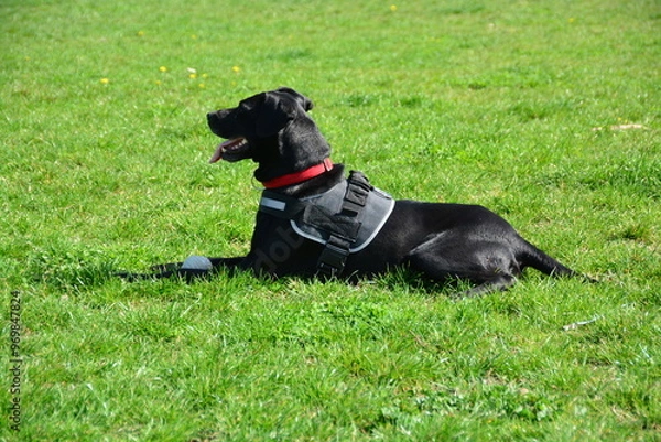 Obraz Beautiful black dog