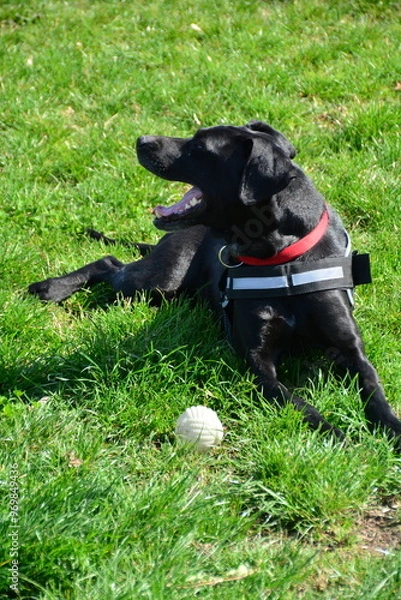 Obraz Beautiful black dog