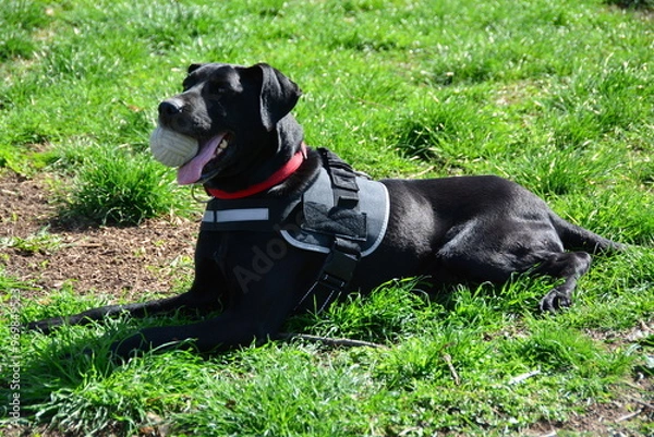 Obraz Beautiful black dog