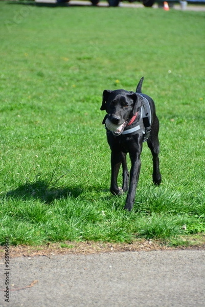 Obraz Beautiful black dog