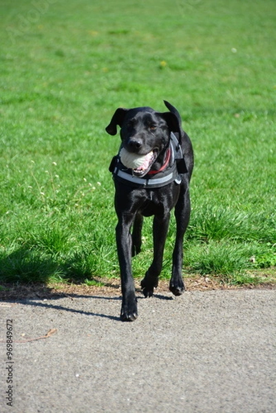 Obraz Beautiful black dog