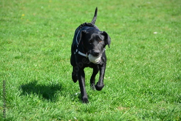 Obraz Beautiful black dog