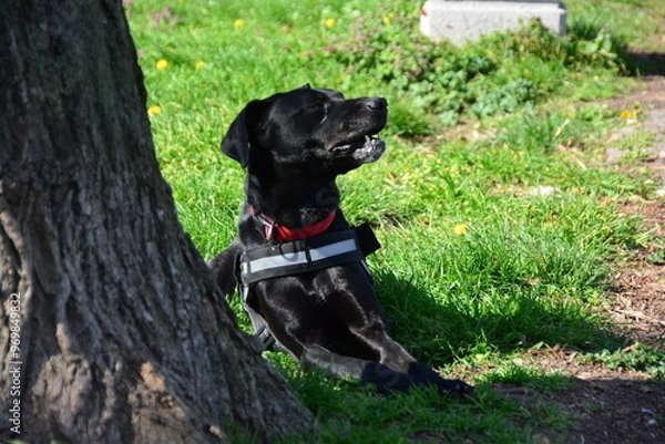 Obraz Beautiful black dog