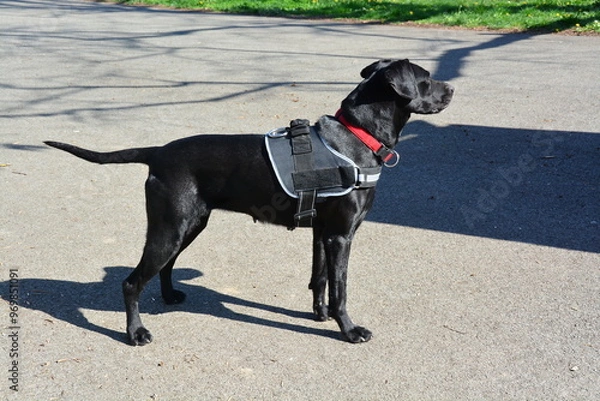 Obraz Beautiful black dog