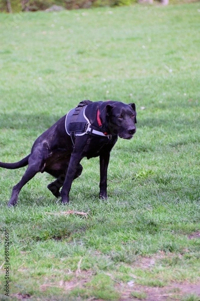Obraz Beautiful black dog