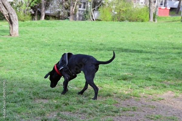 Obraz Beautiful black dog