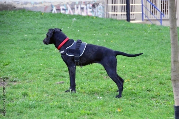 Obraz Beautiful black dog