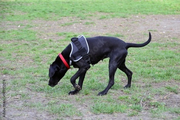 Obraz Beautiful black dog