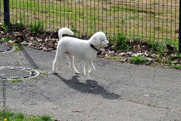 Obraz Beautiful black dog