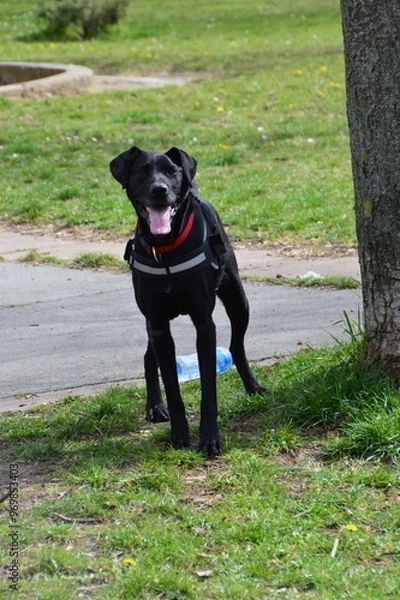 Obraz Beautiful black dog